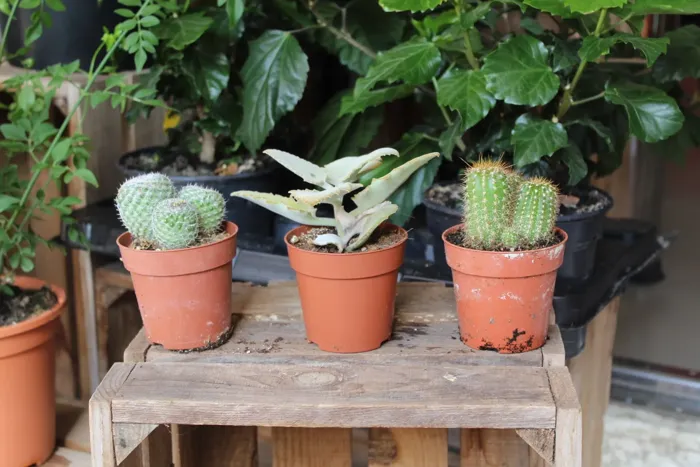 Cactus y plantas de interior
